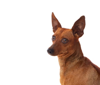 Beautiful brown dog isolated on a white background