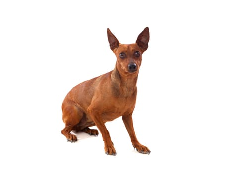 Beautiful brown dog isolated on a white background