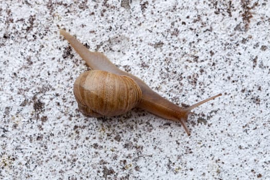 Macro of a brown snail on granite stone