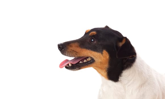Beautiful small dog isolated on a white background