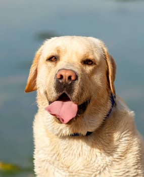 Beaautiful portrait of a labrador with a lake of background