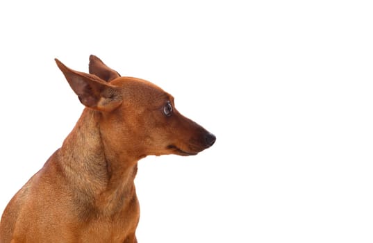 Beautiful brown dog isolated on a white background