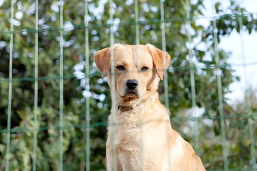 Serious watchdog behide a fence in the garden