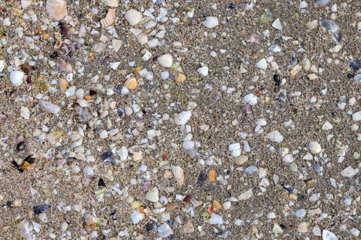 Remains of crustacean shells on the wet sand of the beach
