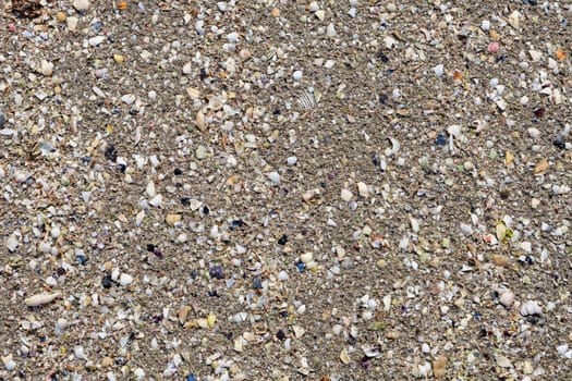 Remains of crustacean shells on the wet sand of the beach