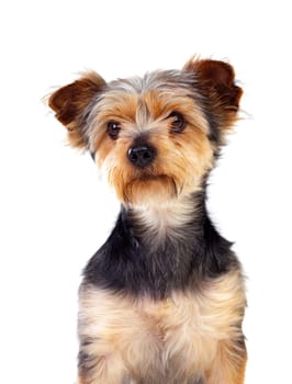 Cute small dog with cutted hair isolated on a white background
