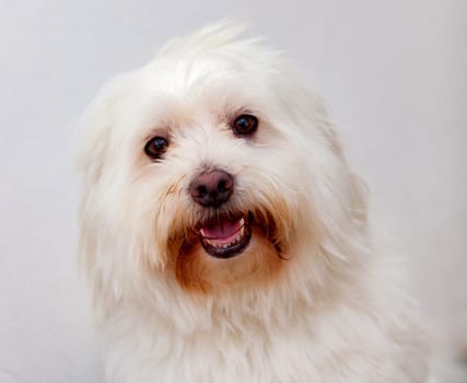 Portratit of a white dog with long hair. Maltese bichon