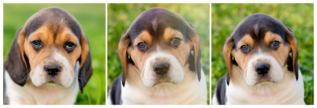 Sequence with beautiful beagle puppies brown and black on the green grass