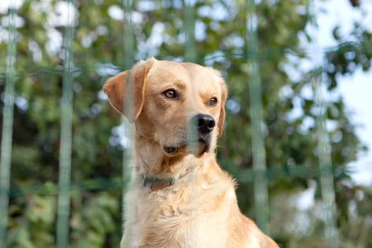 Serious watchdog behide a fence in the garden