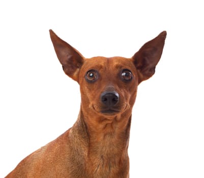 Beautiful brown dog isolated on a white background
