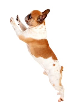 Beautiful brown bulldog asking for something isolated on a white background