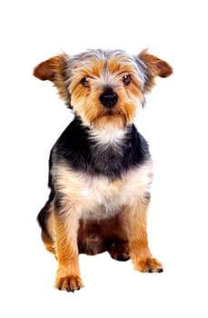 Cute small dog with cutted hair isolated on a white background
