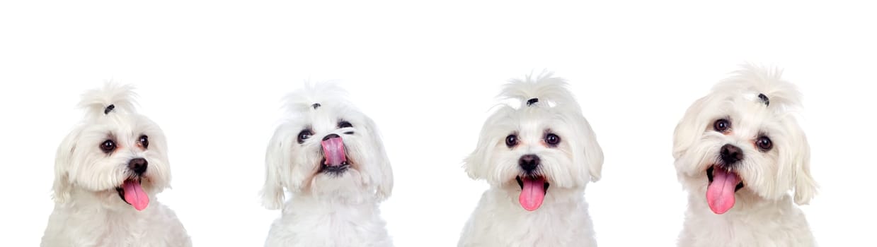 Four equal dogs isolated on a white background