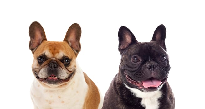 Portrait in Studio of cute bulldogs isolated on a white background