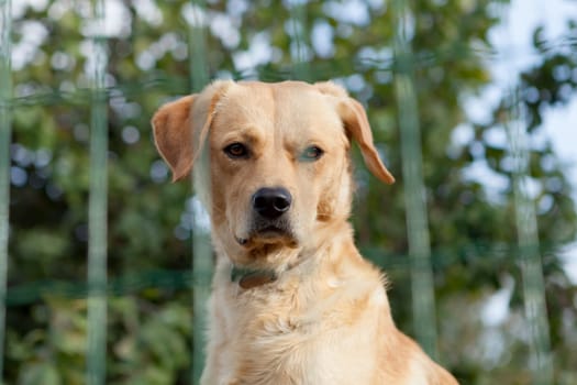 Serious watchdog behide a fence in the garden