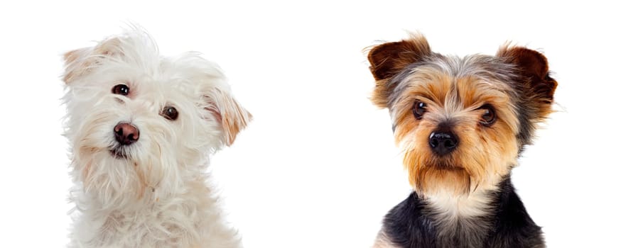 Differents dogs looking at camera isolated on a white background