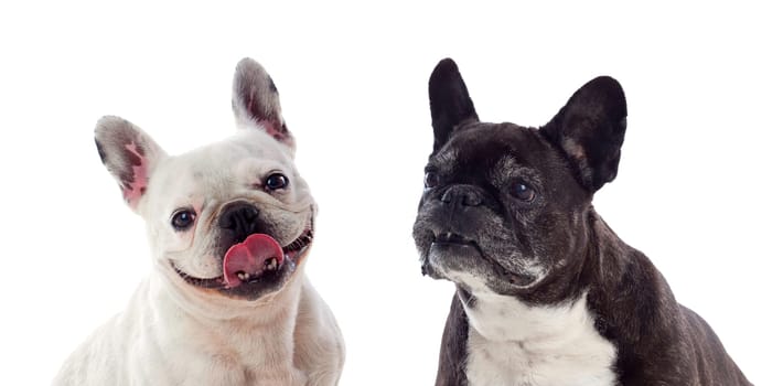 Portrait in Studio of cute bulldogs isolated on a white background