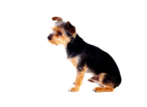 Cute small dog with cut hair isolated on a white background