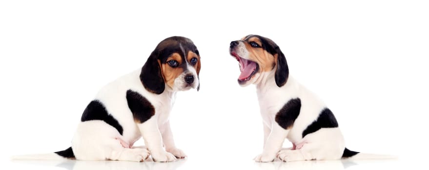 Two beautiful beagle puppies isolated on a white background