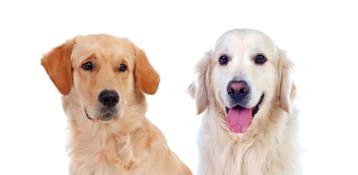 Many dogs isolated on a white background