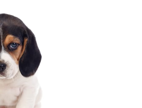 One beautiful beagle puppies isolated on a white background