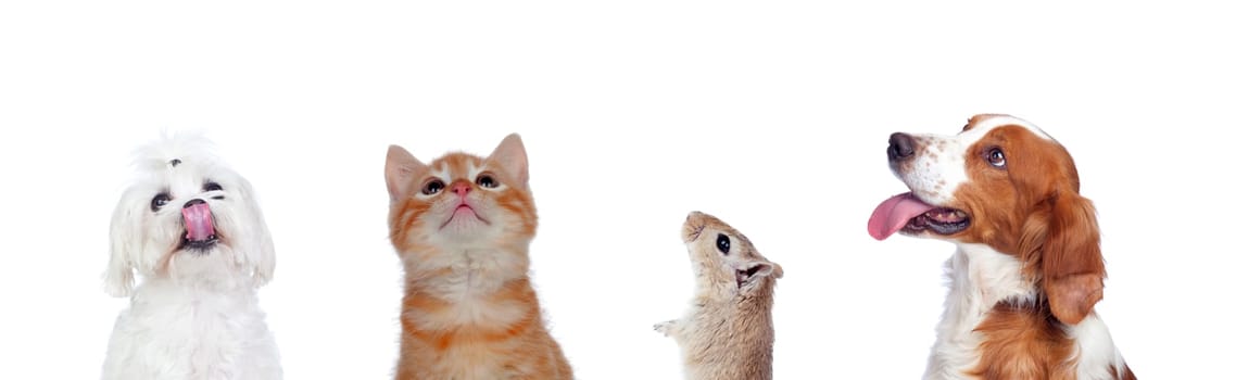 Many pets isolated on a white background