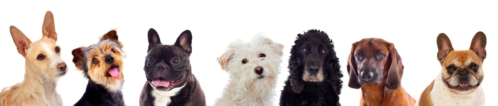 Differents dogs looking at camera isolated on a white background