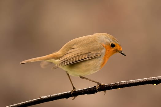 Pretty Bird With a Nice Orange Red Plumage in the Nature