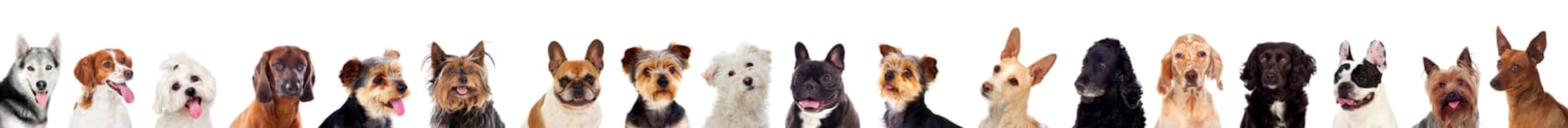Differents dogs looking at camera isolated on a white background