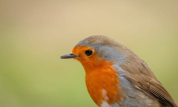 Pretty bird With a nice orange red plumage in the nature