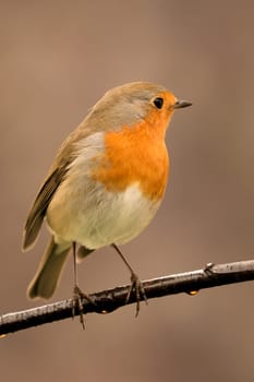 Pretty Bird With a Nice Orange Red Plumage in the Nature