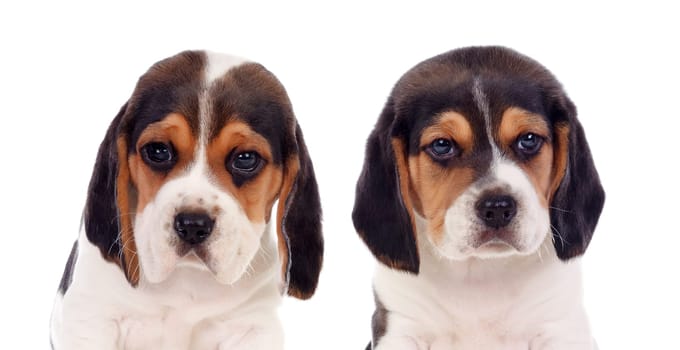 Two beautiful beagle puppies isolated on a white background