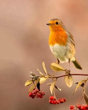 Pretty bird with a nice orange red plumage on a branch full of red berries