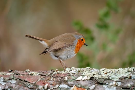 Pretty bird With a nice orange red plumage in the nature