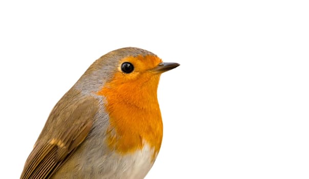 Beautiful small bird with a orange feathers on a white background