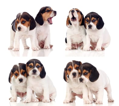 Eight beautiful beagle puppies isolated on a white background