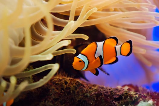 Tropical reef fish. Beautiful red clownfish macro