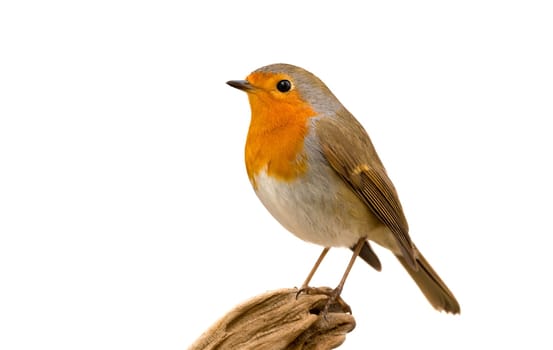 Beautiful small bird with a orange feathers on a white background