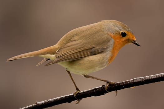 Pretty Bird With a Nice Orange Red Plumage in the Nature