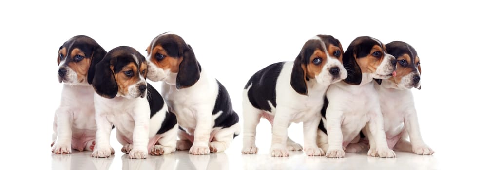Six beautiful beagle puppies isolated on a white background