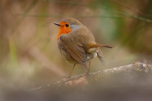 Pretty bird With a nice orange red plumage in the nature