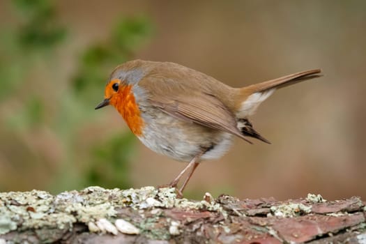 Pretty bird With a nice orange red plumage in the nature
