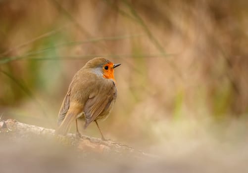 Pretty bird With a nice orange red plumage in the nature