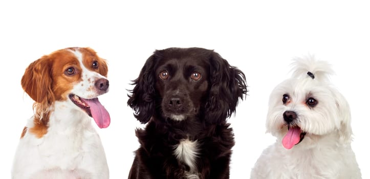 Differents dogs looking at camera isolated on a white background