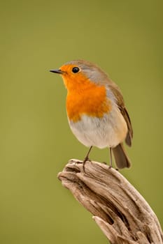 Pretty Bird With a Nice Orange Red Plumage with a natural background