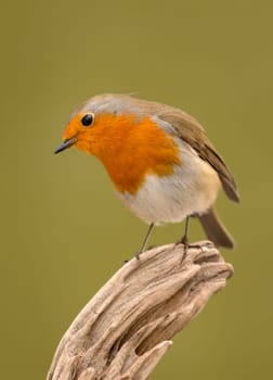 Pretty bird With a nice orange red plumage in the nature