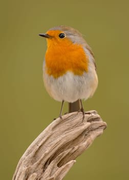 Pretty bird With a nice orange red plumage in the nature