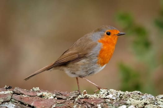Pretty bird With a nice orange red plumage in the nature