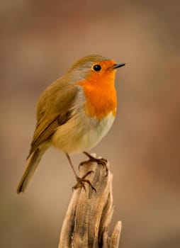 Pretty bird With a nice orange red plumage in the nature