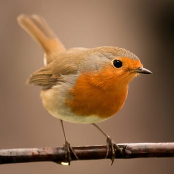 Pretty Bird With a Nice Orange Red Plumage in the Nature